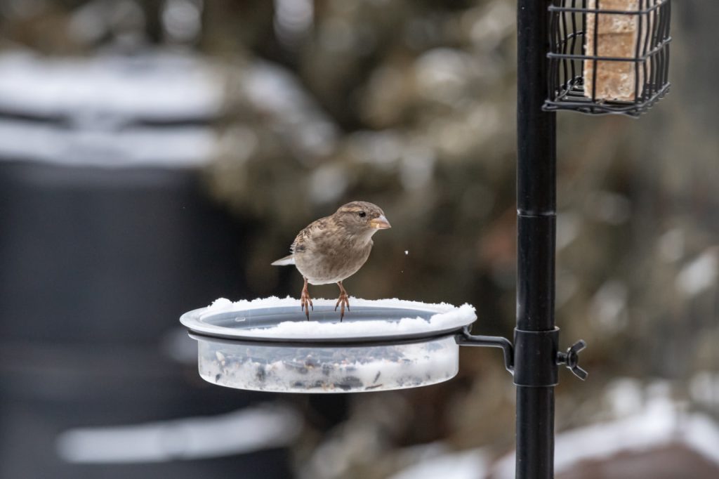 small cute bird sitting on the Birdbath