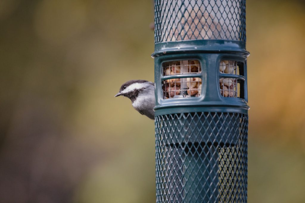 White and black bird on blue cage: A Garden Decor
